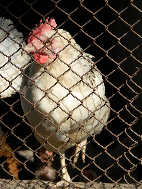 对手的刻意 对手的刻意